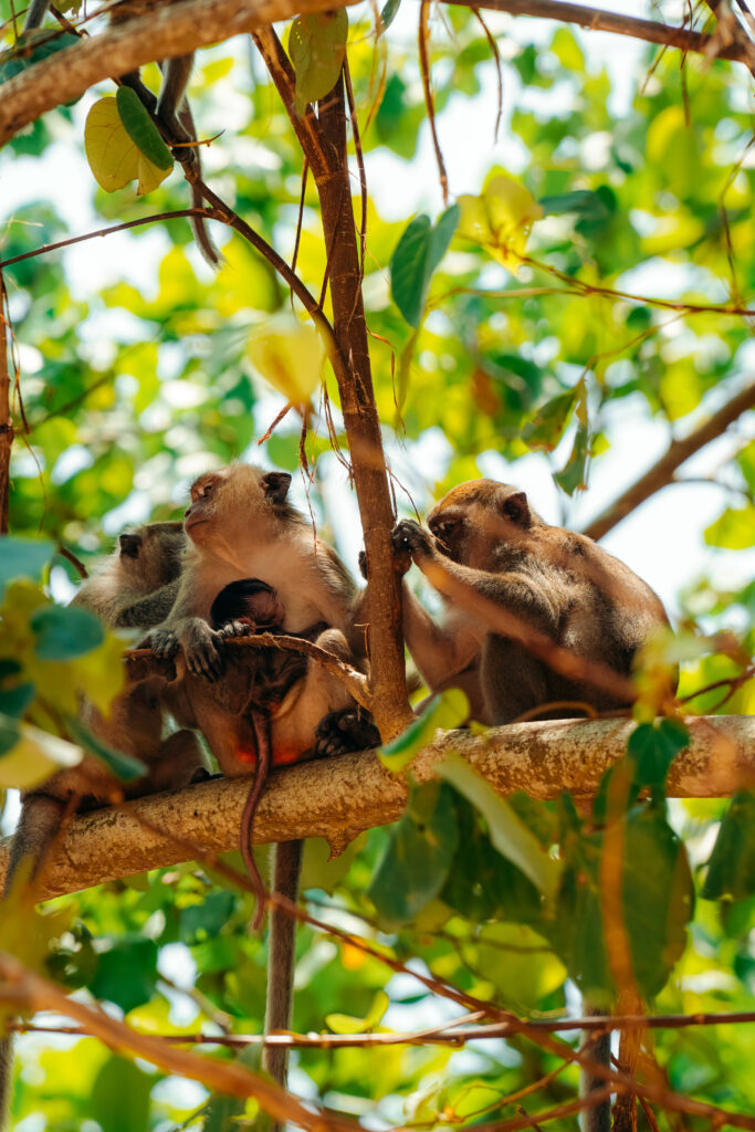 tajlandia, krabi, region krabi, czy warto jechać do krabi, co zobaczyć w krabi, ao nang, wyspy krabi, phi phi island, maya bay