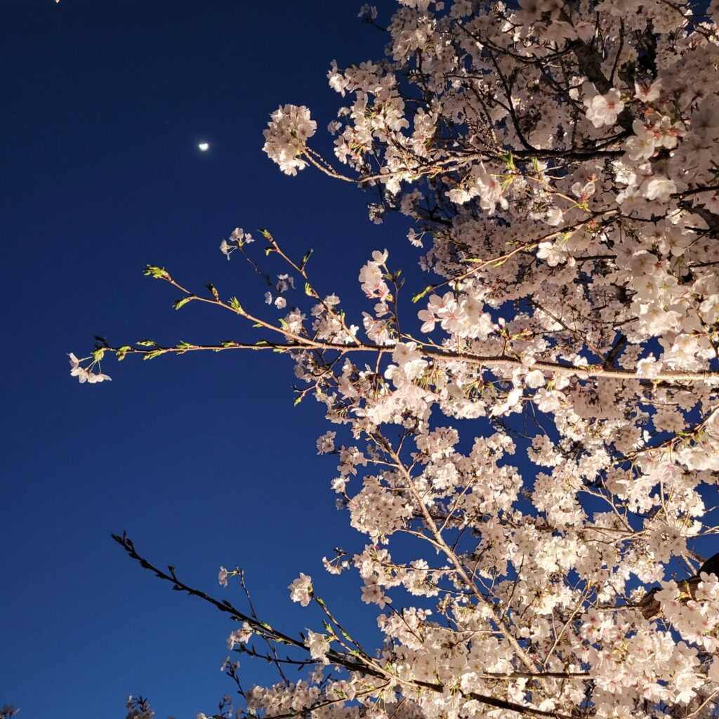 Polacy na emigracji, Japonia, Tokio, Polacy w Japonii