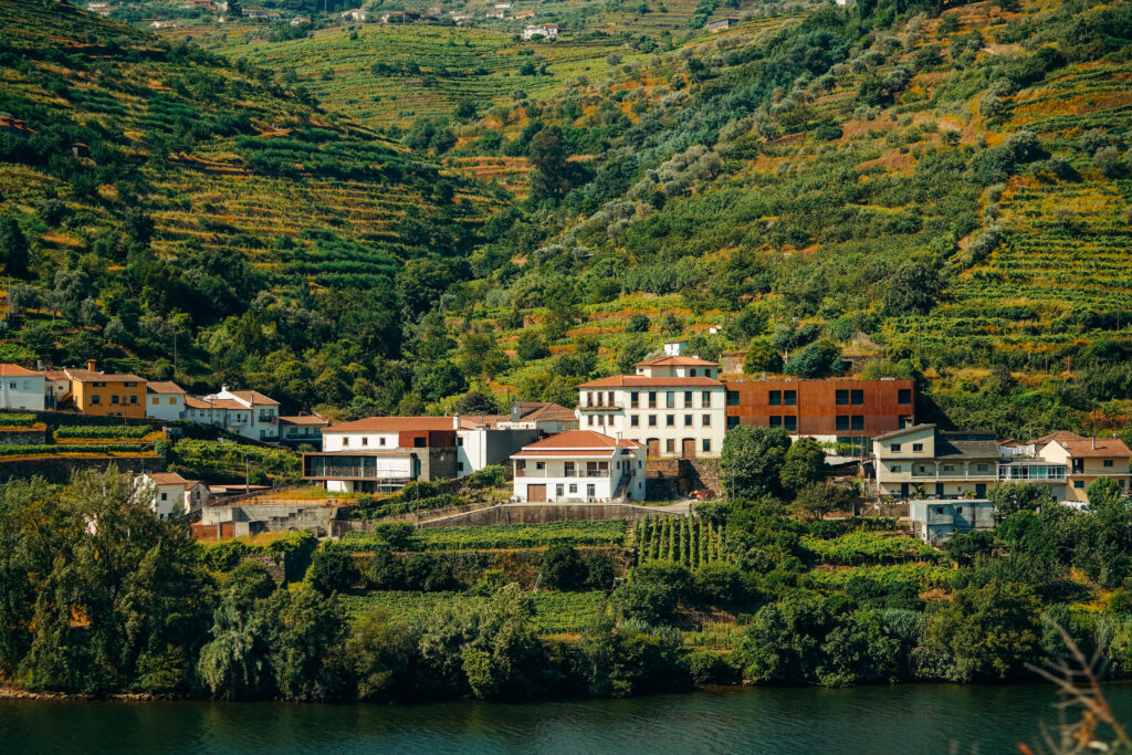 winnice w okolicach Pinhão, dolina Douro, dolina douro praktycznie, linha do douro, porto, portugalia