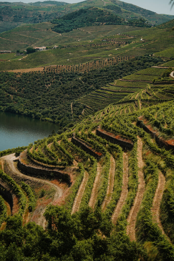 winnice w okolicach Pinhão, dolina Douro, dolina douro praktycznie, linha do douro, porto, portugalia