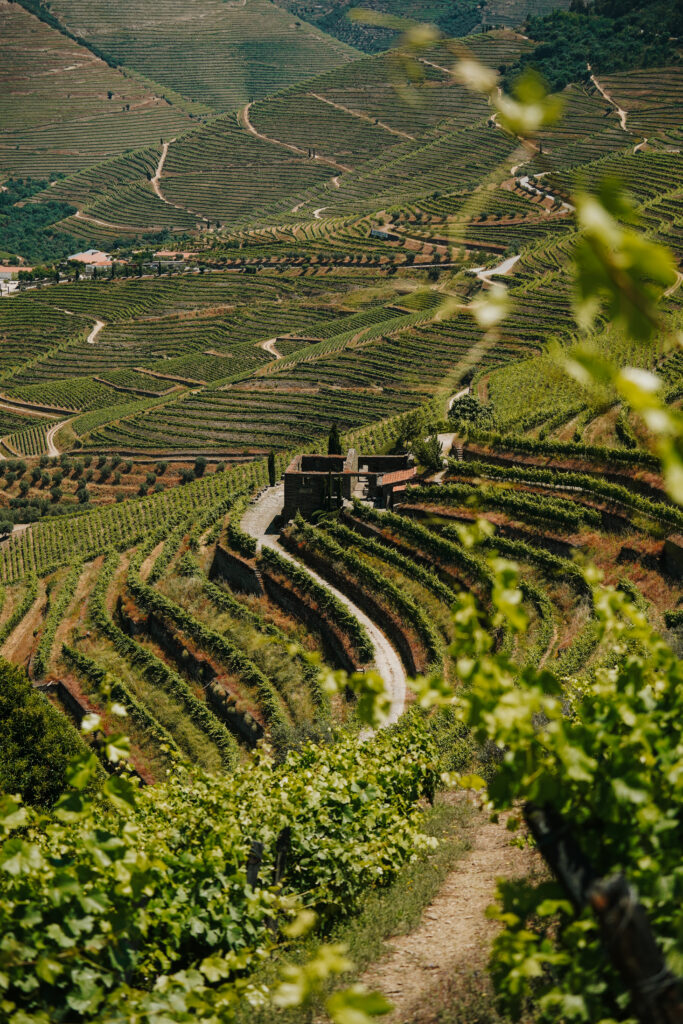 winnice w okolicach Pinhão, dolina Douro, dolina douro praktycznie, linha do douro, porto, portugalia