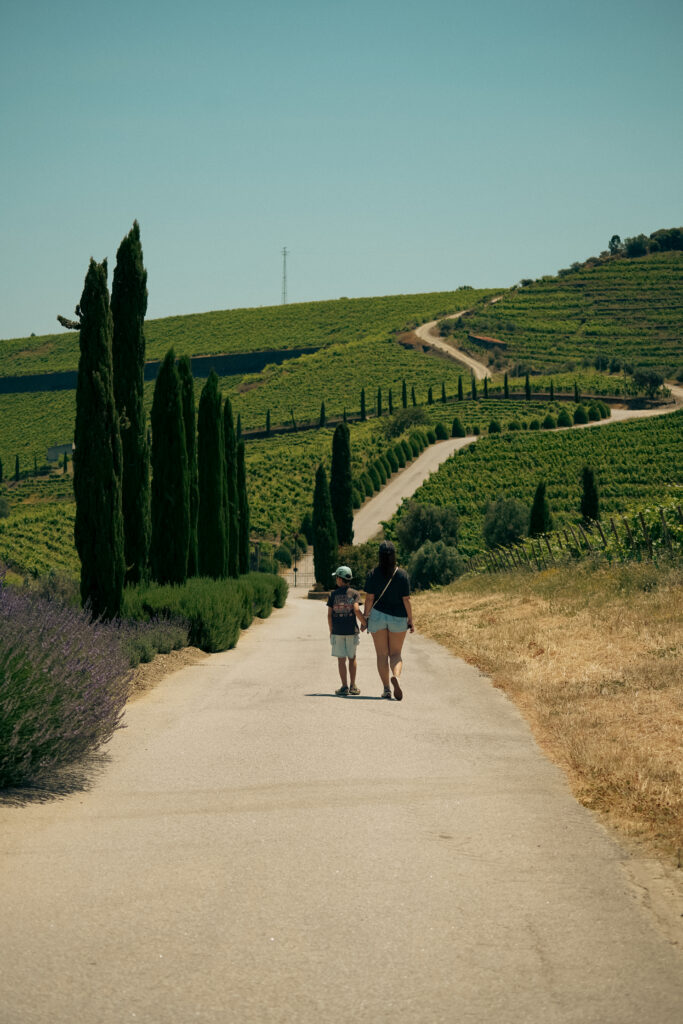 winnice w okolicach Pinhão, dolina Douro, dolina douro praktycznie, linha do douro, porto, portugalia