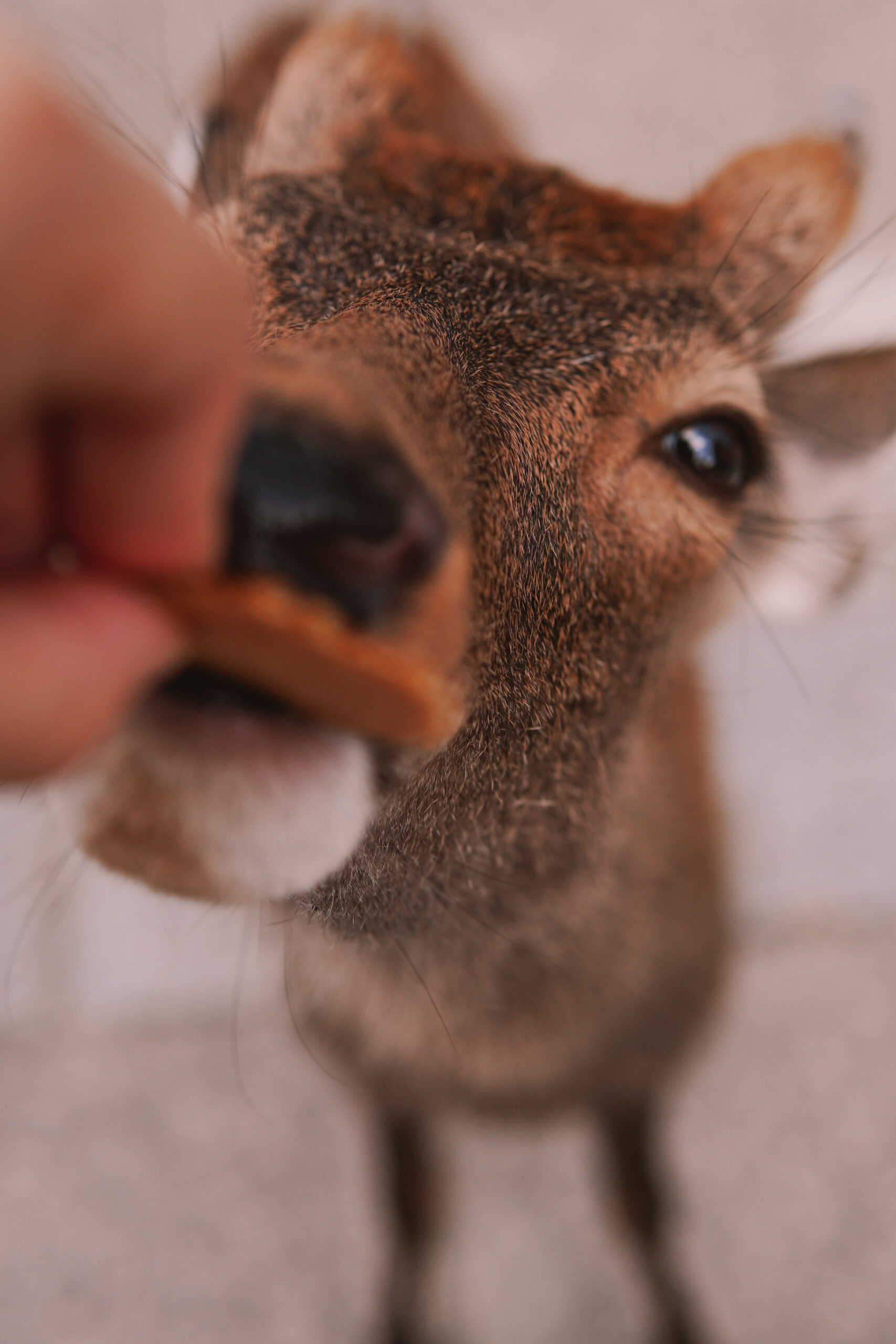 Czego nie robić w Japonii: 20 zasad japońskiej etykiety