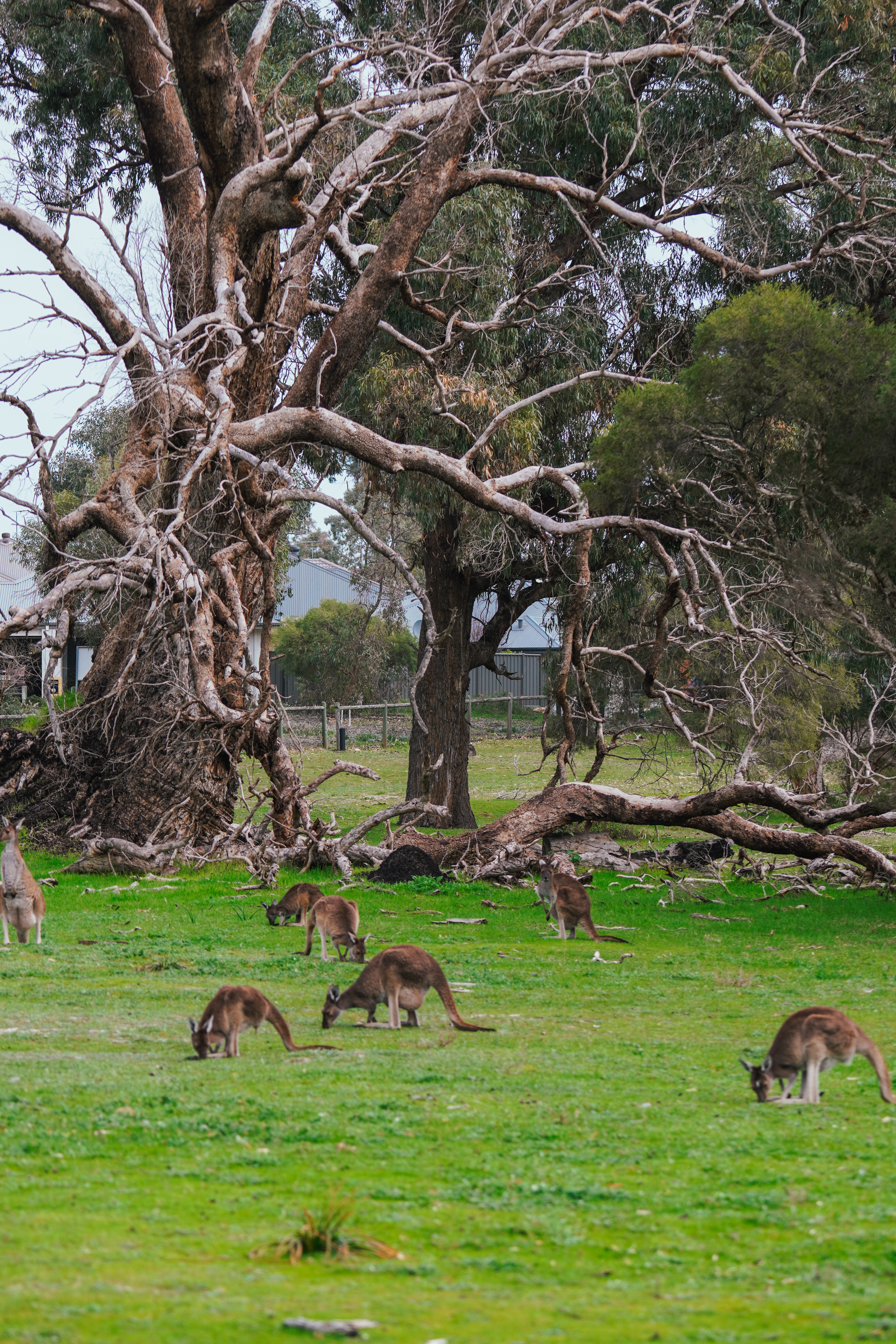 perth, perth top atrakcje, australia, australia zachodnia, kangury, gdzie nocować w perth, plaże w perth, parki narodowe w perth