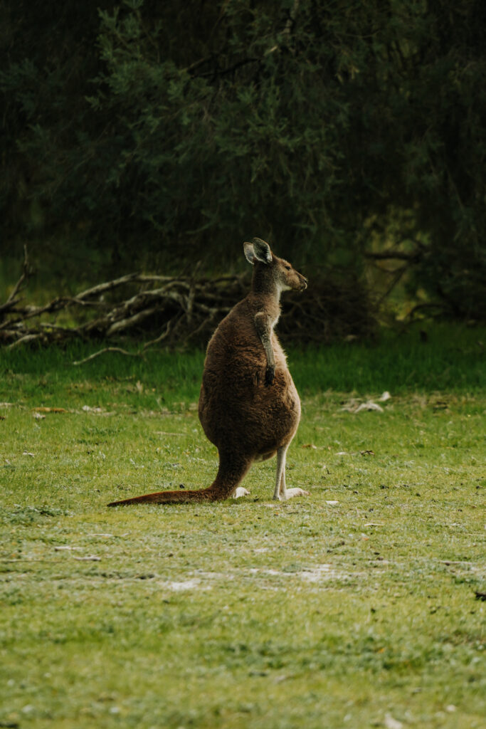 perth, australia, pająki, czego nie można wwozić do australii, niebezpieczna fauna i flora, regiony australii