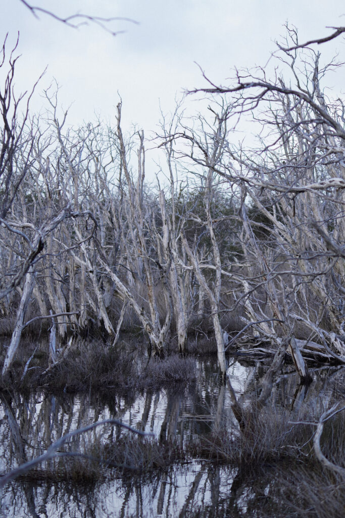 perth, australia, pająki, czego nie można wwozić do australii, niebezpieczna fauna i flora, regiony australii