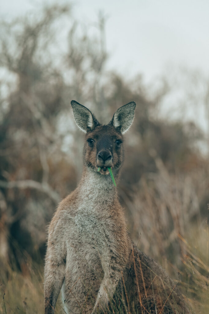 perth, australia, pająki, czego nie można wwozić do australii, niebezpieczna fauna i flora, regiony australii