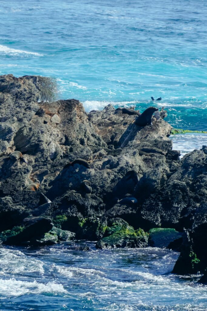 wyspa rottnest, australia zachodnia, quokki, jak dostać się na wyspę rottnest, jak poruszać się po wyspie rottnest, australia