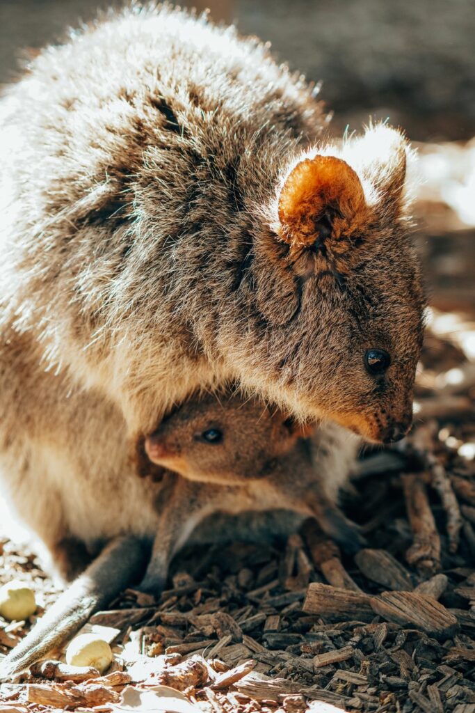 wyspa rottnest, australia zachodnia, quokki, jak dostać się na wyspę rottnest, jak poruszać się po wyspie rottnest, australia