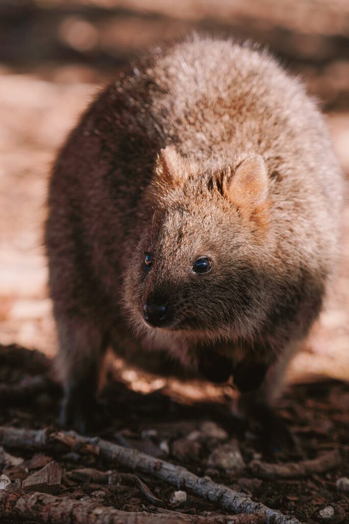 wyspa rottnest, australia zachodnia, quokki, jak dostać się na wyspę rottnest, jak poruszać się po wyspie rottnest, australia