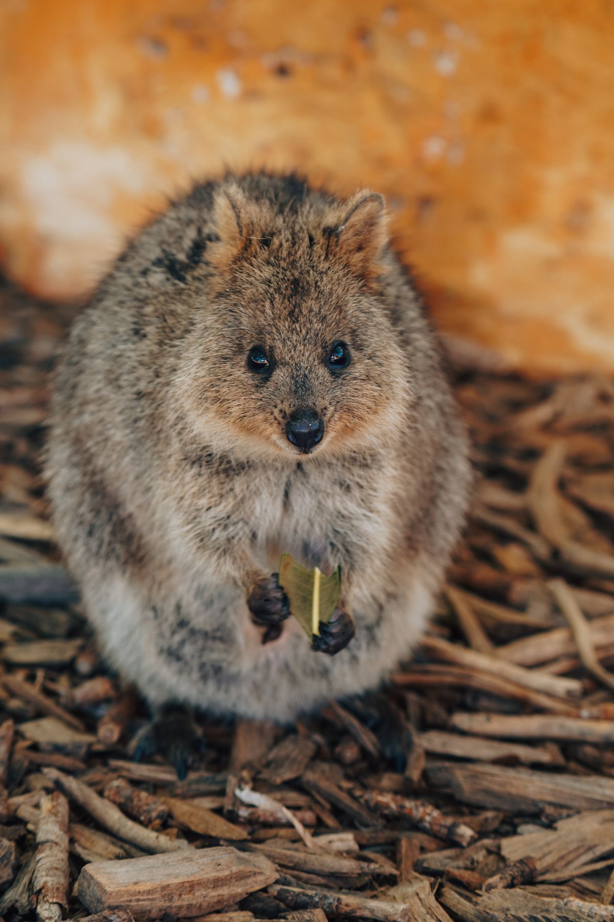 Wyspa Rottnest przewodnik po wyspie Australii Zachodniej