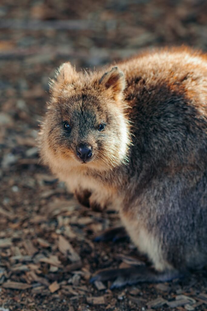 wyspa rottnest, australia zachodnia, quokki, jak dostać się na wyspę rottnest, jak poruszać się po wyspie rottnest, australia