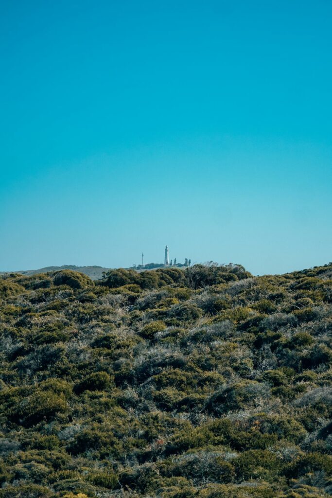 wyspa rottnest, australia zachodnia, quokki, jak dostać się na wyspę rottnest, jak poruszać się po wyspie rottnest, australia